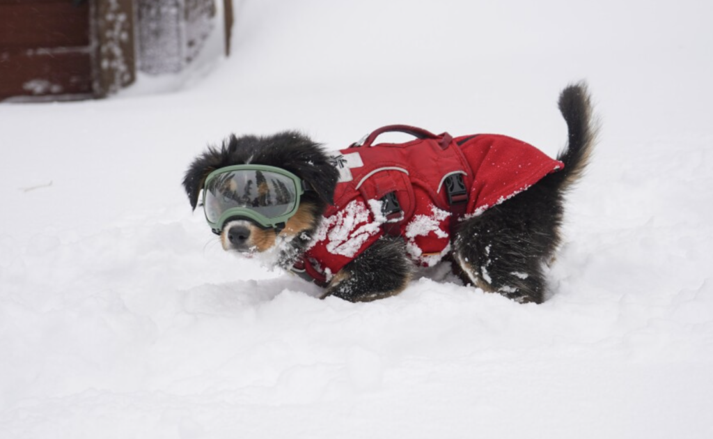 10-week-old avalanche Rescue dog in training, Ripp wears dog goggles called "doggles' during a storm day at Northstar California Resort in North Lake Tahoe. Kat Fulwider/KUNR Public Radio.